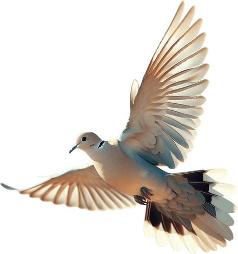 Flying Eurasian Collared Dove