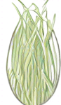 Long rice