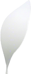 Long thin grain of rice