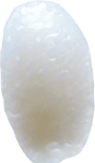 One white grain of rice