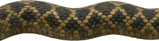 I need to create an image for the snake game. Can you create a horizontal image for the body (excluding the head)? It should be in a way that will not be distorted when added side by side. The snake will grow bigger and bigger. I hope you understand. I will add it to the Asset section of the game. But it must be realistic