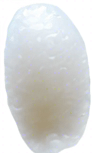 One white grain of rice