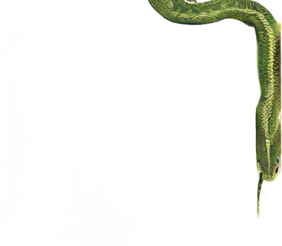Some tree leafs and snakes.