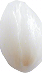 One white grain of rice