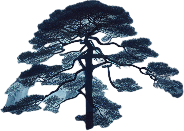 Pinetree at night, top view